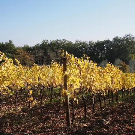 Poggiarellino - * Montalcino